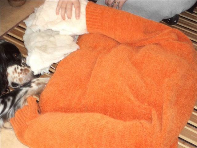 Tutora pour coussin pour nos amis les toutous