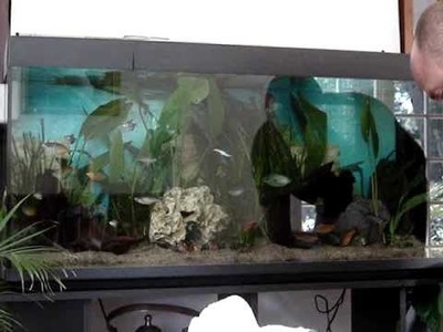Décoration plantation aquarium d'eau douce