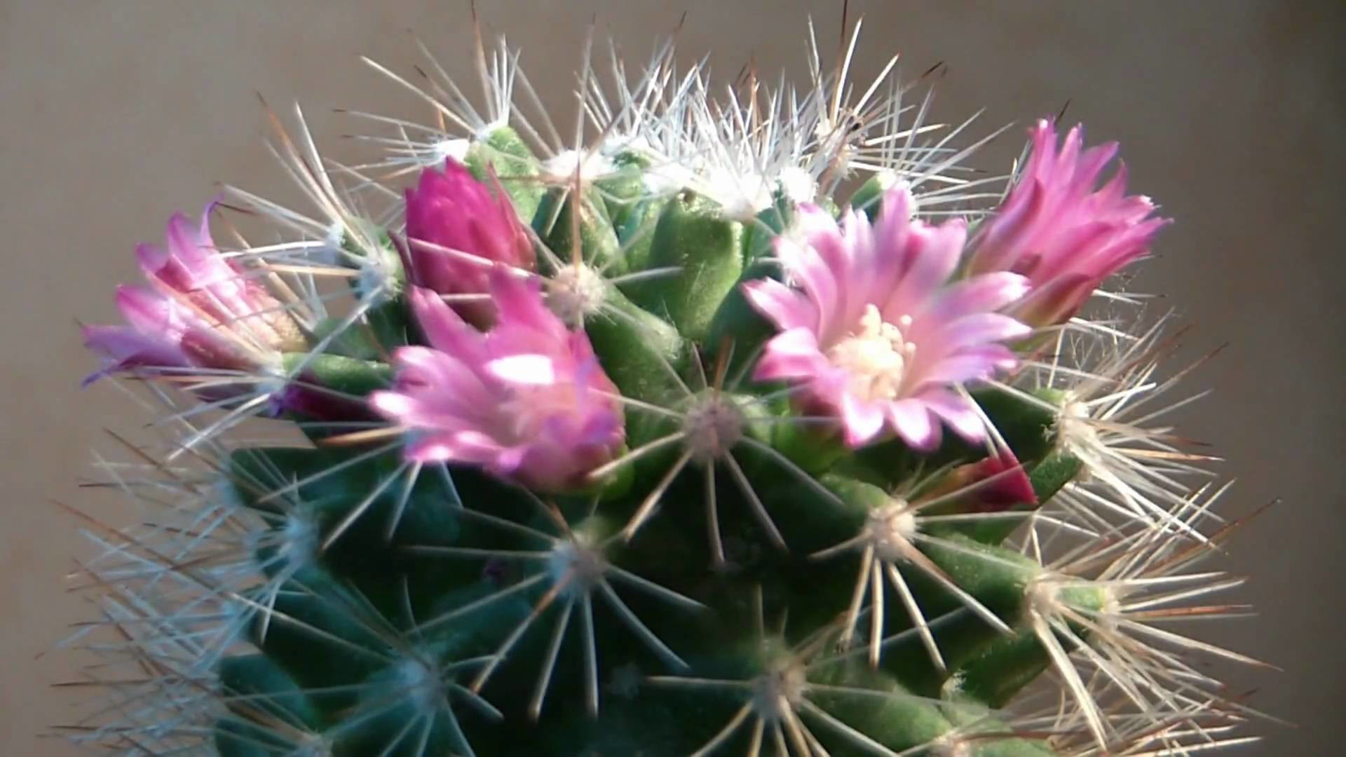 Evolution accéléré d'un Cactus en fleurs 2010.mpeg