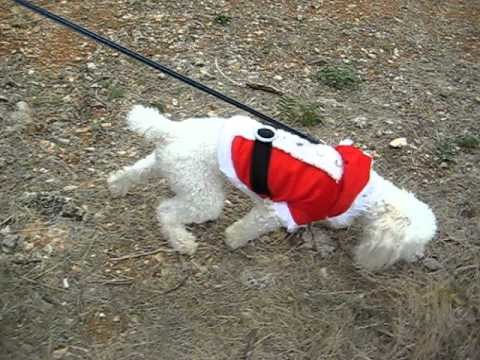 Costume du père Noel déguisement de petit papa Noel pour chien saintepromos mode canine
