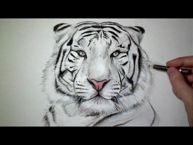 Comment dessiner un tigre [Tutoriel]