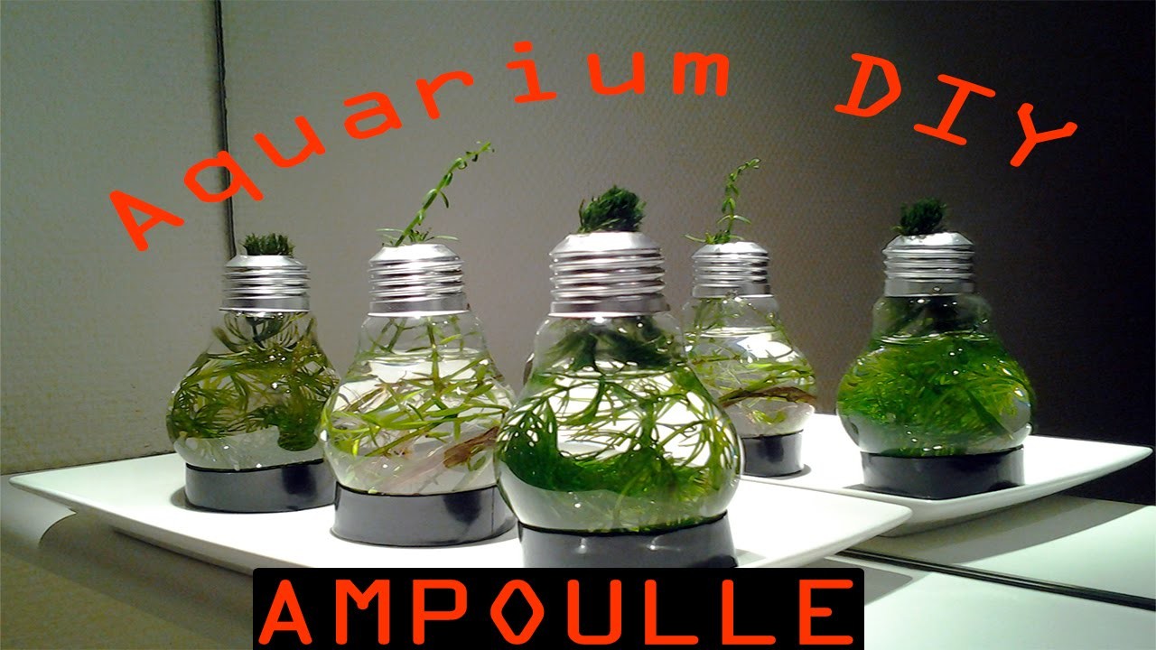 Aquarium en forme d'ampoule DIY