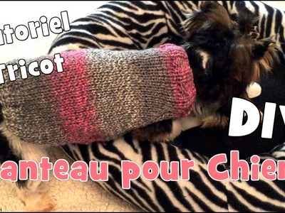 DIY Tutoriel Tricot: Manteau pour Chiens Chihuahuas, Yorkshires