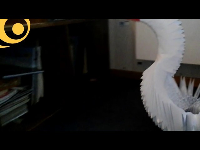 Cygne origami énorme !!!!!!