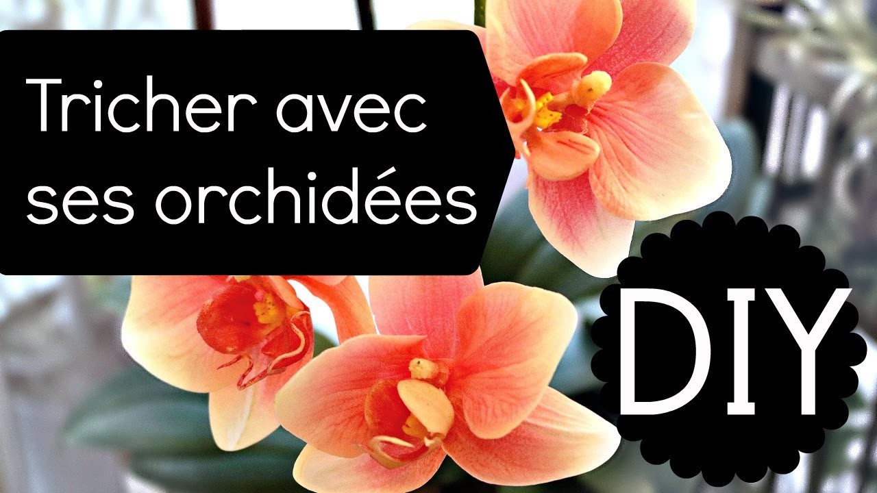 DIY - Votre orchidée a perdu ses fleurs ? Astuce pour la refleurir | Tutoriel fleurs