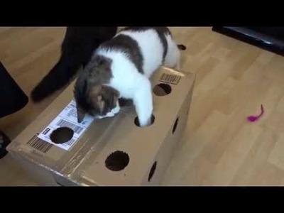 DIY cheap toy : comment stimuler un chat pour pas cher