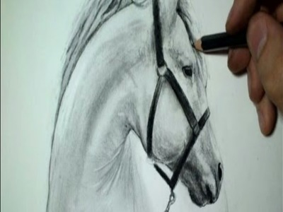 Tuto 1 : dessin tête de cheval