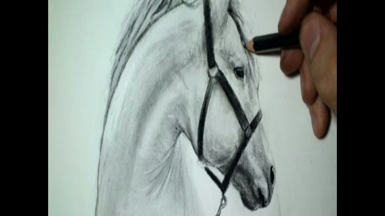 Tuto 1 : dessin tête de cheval