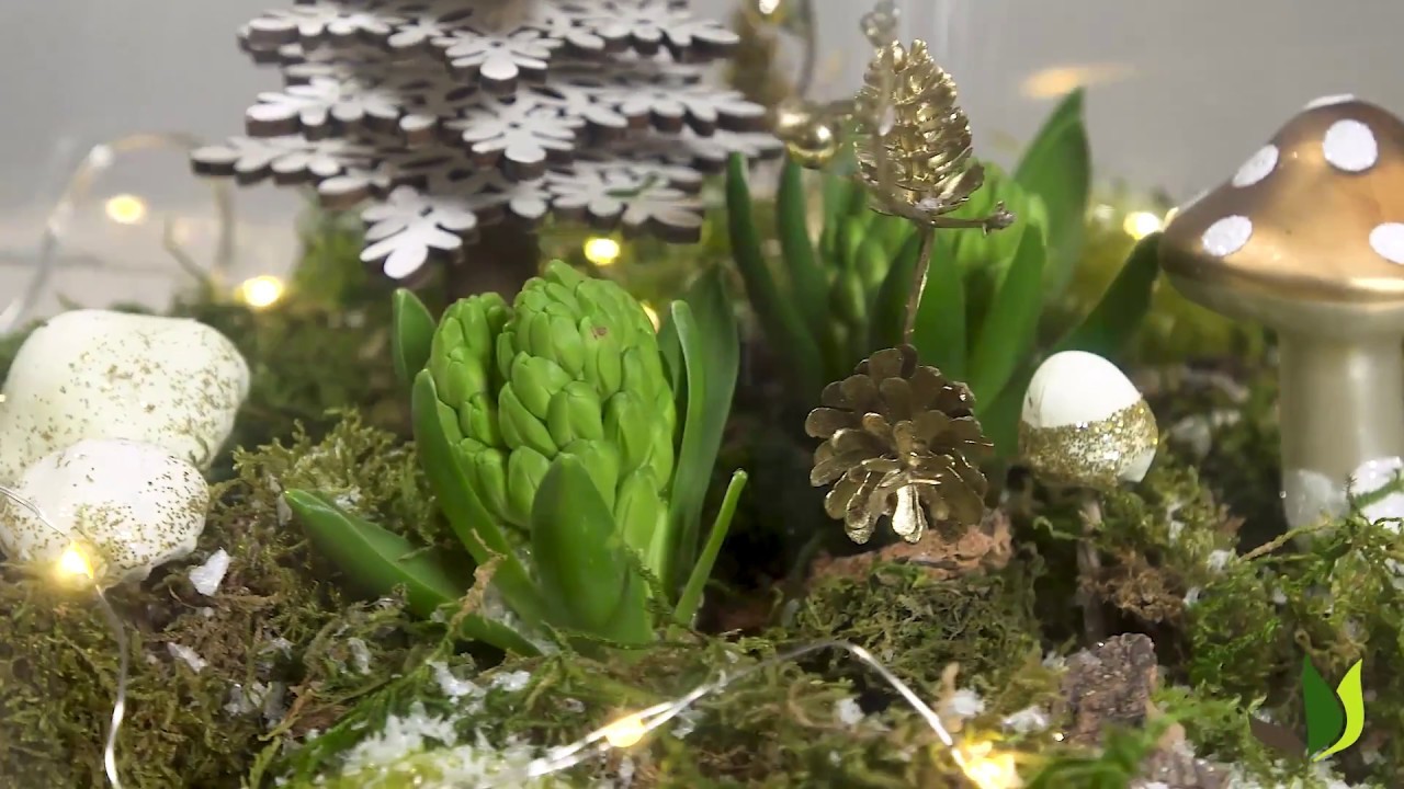 DIY : faire un terrarium de Noël avec des jacinthes - Truffaut