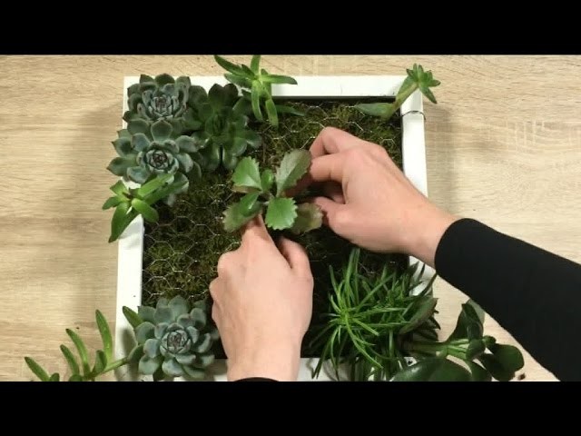 Comment réaliser un « tableau végétal » pour décorer votre intérieur ?