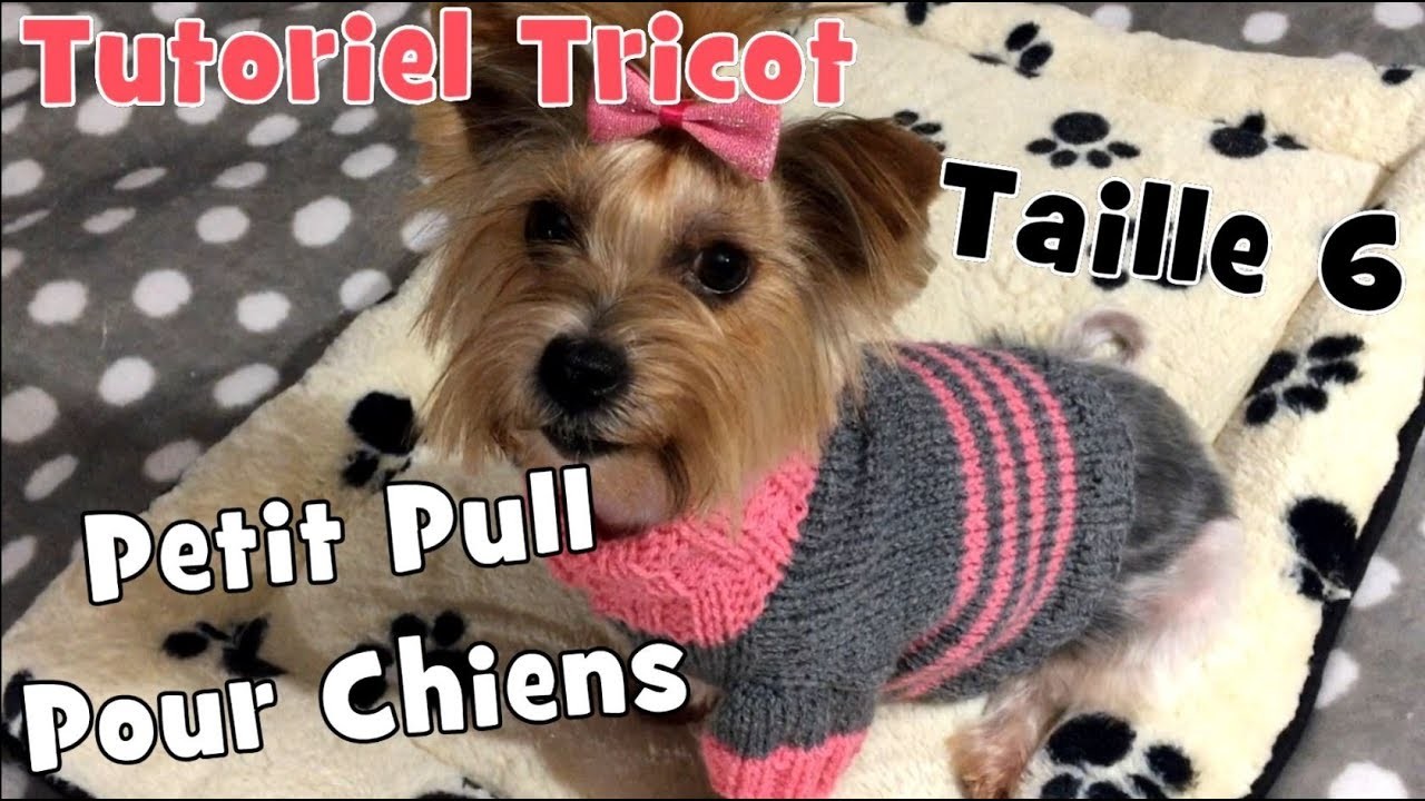 DIY Tricot: Petit Pull pour chiens de' 3,2 kg à 4 kg (taille 6) Tutoriel