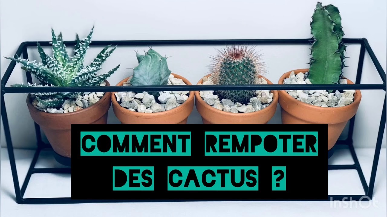 REMPOTER DES CACTUS ? #DIY #tutocactus #décovégétale