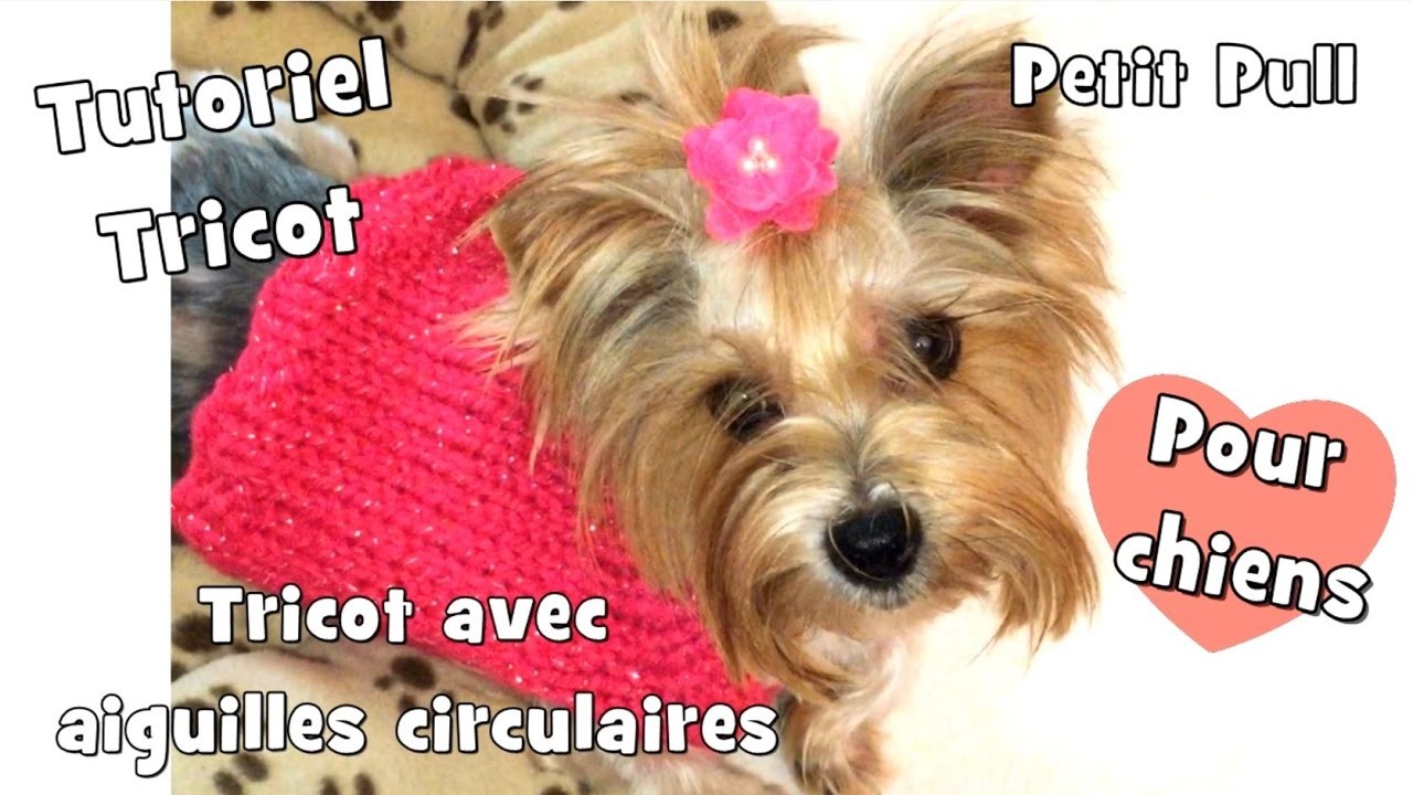 Tutoriel Tricot: Pull pour chiens avec aiguilles circulaires