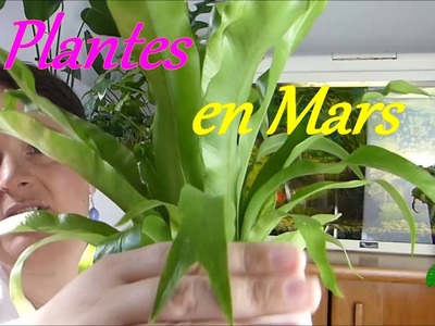 Plantes en mars