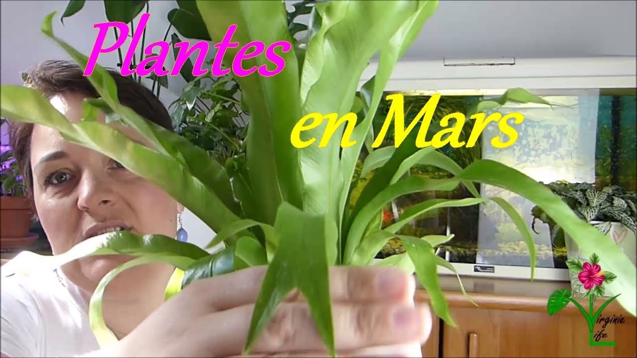 Plantes en mars