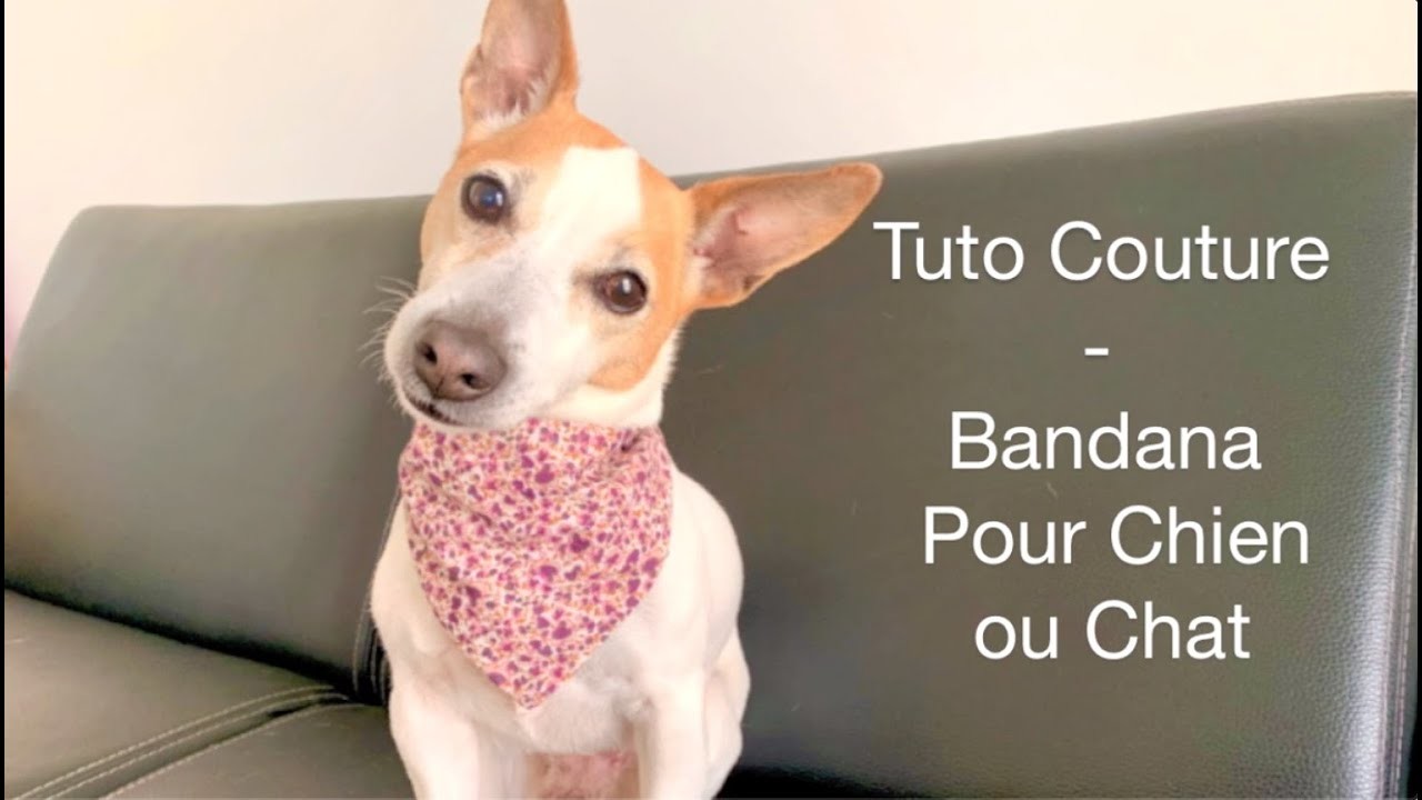 Tuto. DIY facile : Coudre un bandana pour chien ou chat