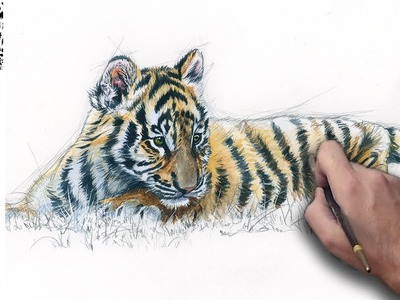 Dessin aquarellé d’un bébé tigre - speed painting