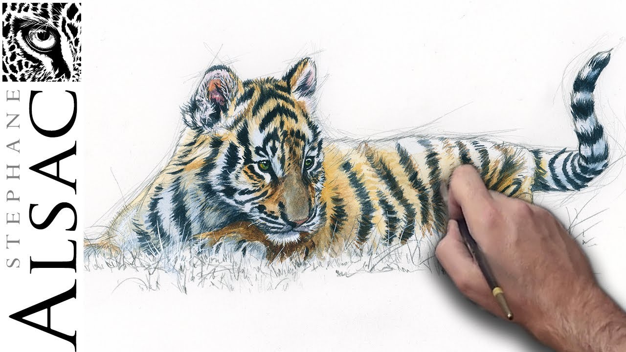 Dessin aquarellé d’un bébé tigre - speed painting