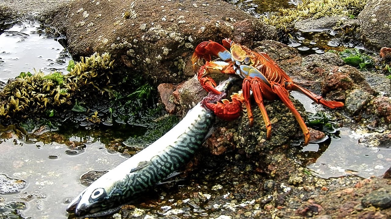 Pesca de caballas con el cangrejo pescador. || This is how you fish for mackerel from the coast.