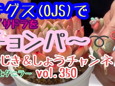 【多肉植物】【succulent】【gardening】【DIY】vol.350 OJSでチョンパ〜٩(*´︶`*)۶ #succulent #gardening #diy