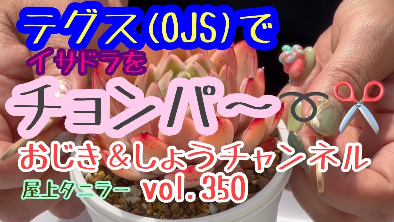 【多肉植物】【succulent】【gardening】【DIY】vol.350 OJSでチョンパ〜٩(*´︶`*)۶ #succulent #gardening #diy