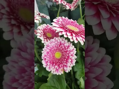 Gerbera plant flowering# Gerbera flowers# Gerbera# Shorts