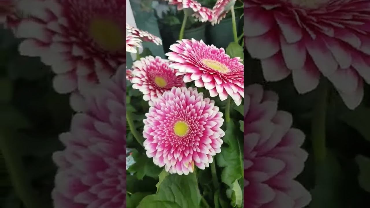 Gerbera plant flowering# Gerbera flowers# Gerbera# Shorts