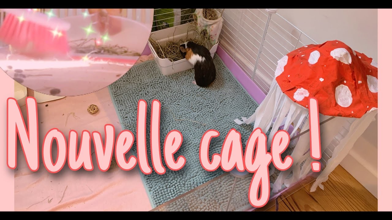 NOUVELLE CAGE KAVEE ! (unboxing, montage et décoration)