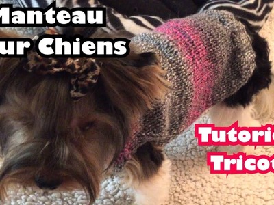 Manteau pour Chiens Chihuahuas, Yorkshires DIY Tutoriel Tricot